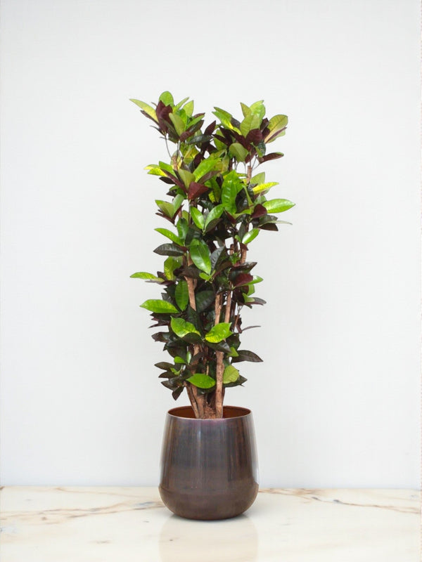 Livraison plante Codiaeum Iceton croton