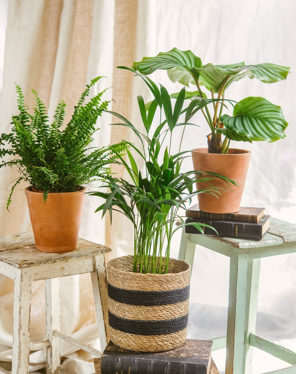 Livraison plante Coffret - Trio de plantes