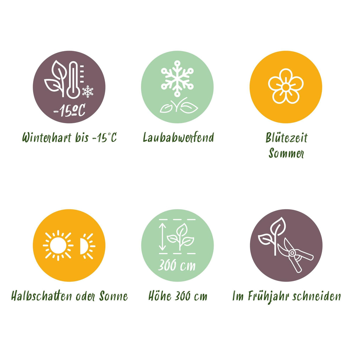 Livraison plante Cotinus coggyria Lilla – Lot de 1 – Pot 12 cm – Hauteur 35 cm