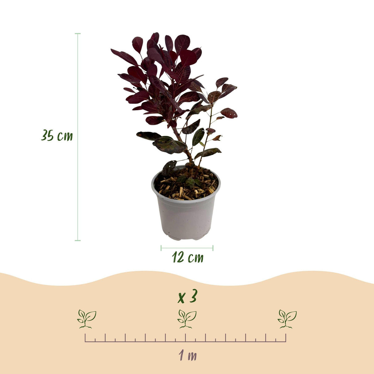 Livraison plante Cotinus coggyria Lilla – Lot de 1 – Pot 12 cm – Hauteur 35 cm
