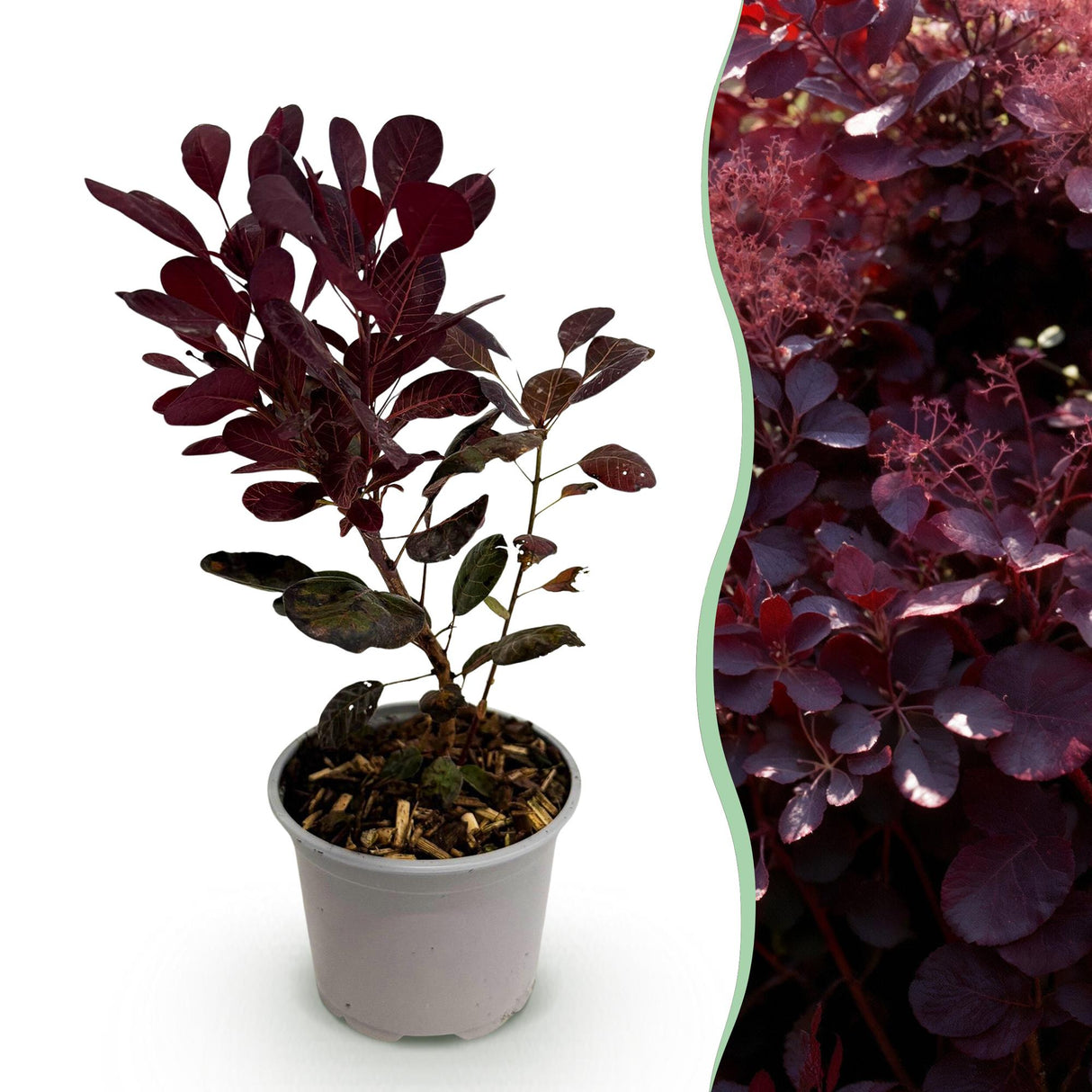 Livraison plante Cotinus coggyria Lilla – Lot de 1 – Pot 12 cm – Hauteur 35 cm