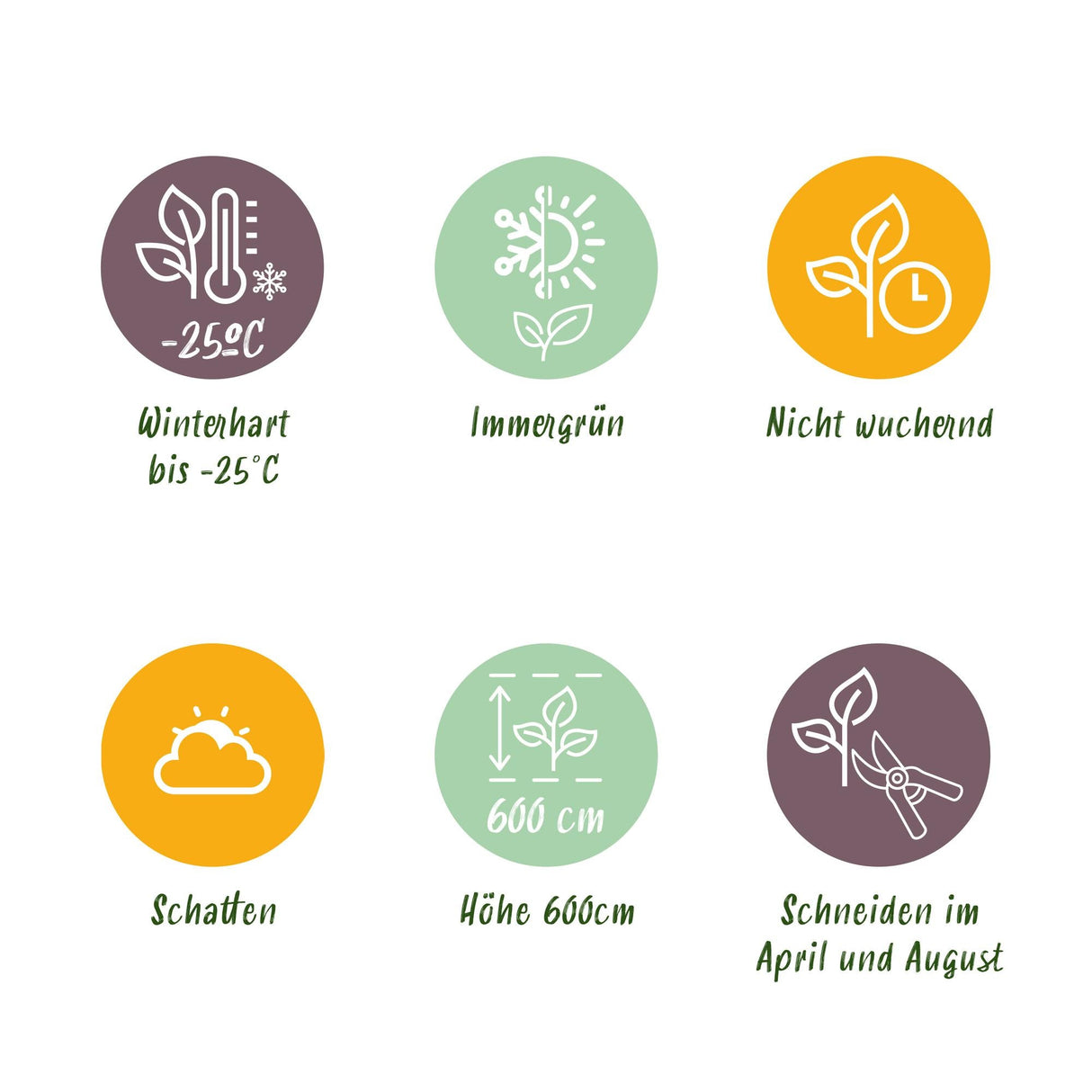 Livraison plante Cyprès de Leylandii – Lot de 8 – Pot 9 cm – Hauteur 35 - 40 cm