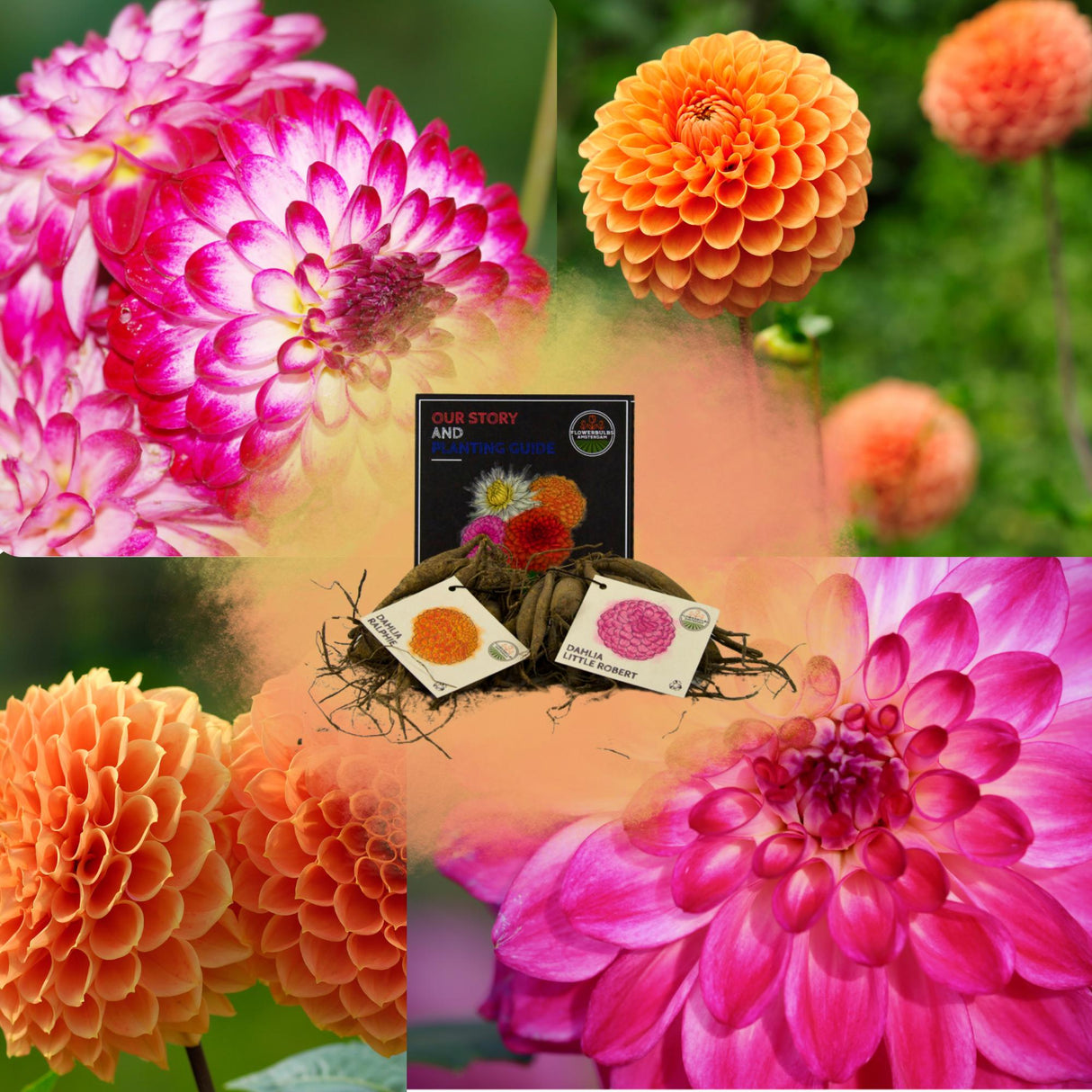 Livraison plante Dahlia - Coffret de bulbes mix 2 x Pompon Splash, Little Robert & Ralphie