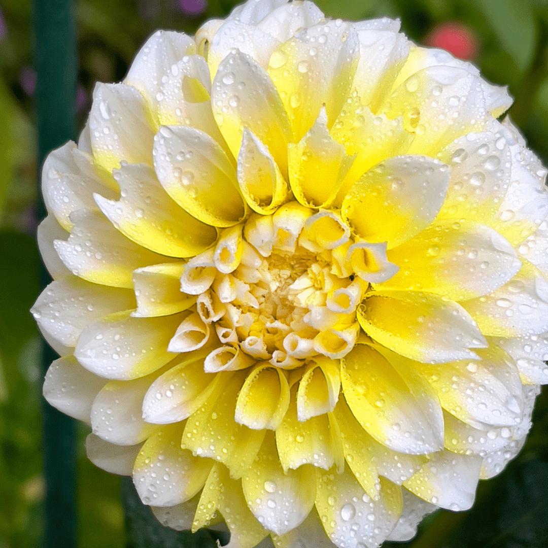 Livraison plante Dahlia Seattle grandes fleurs - Coffret de 12 Bulbes