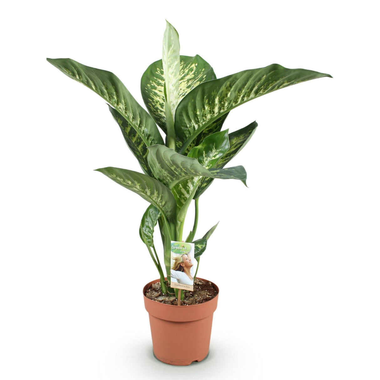 Livraison plante Dieffenbachia Tropic Snow et panier H95 cm