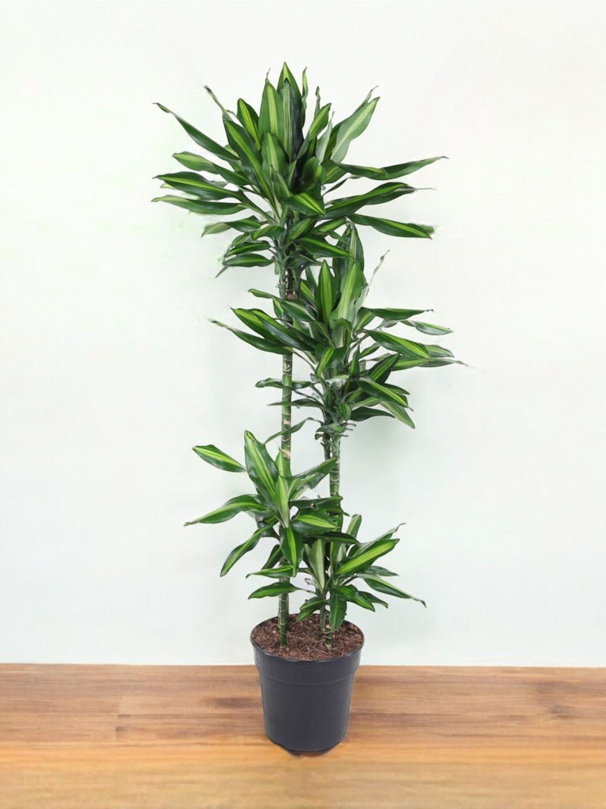 Livraison plante Dracaena Cintho