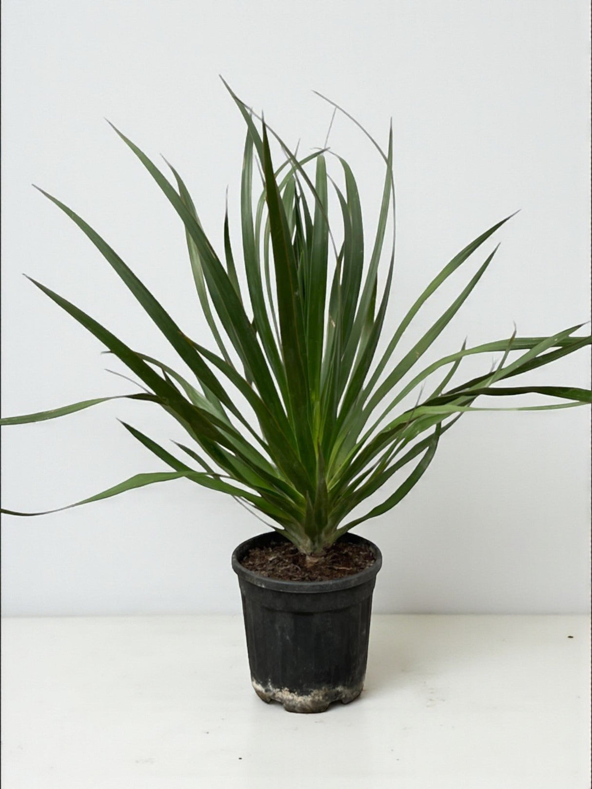 Livraison plante Dracaena Draco