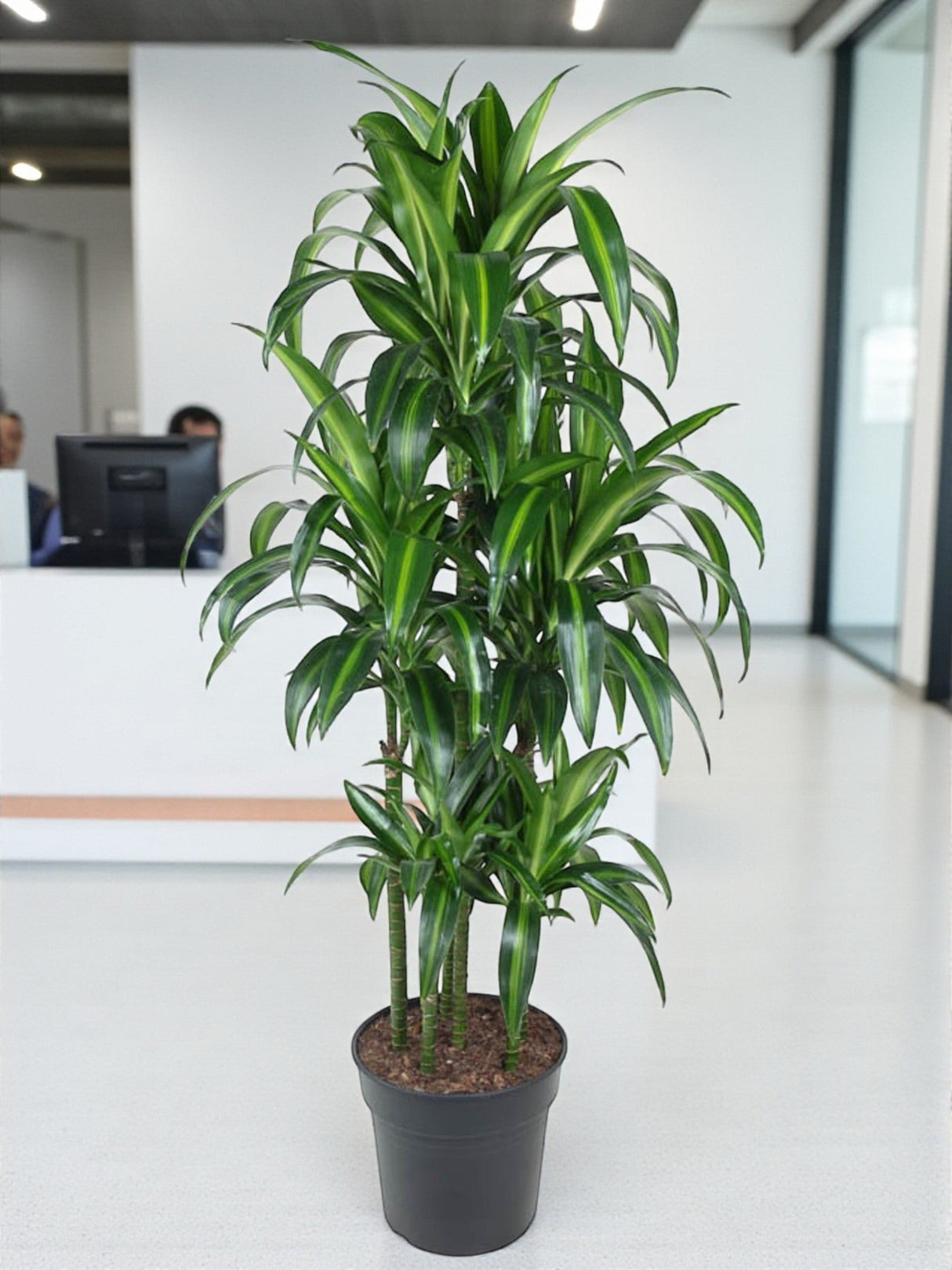Livraison plante Dracaena Hawaiiana Carrousel