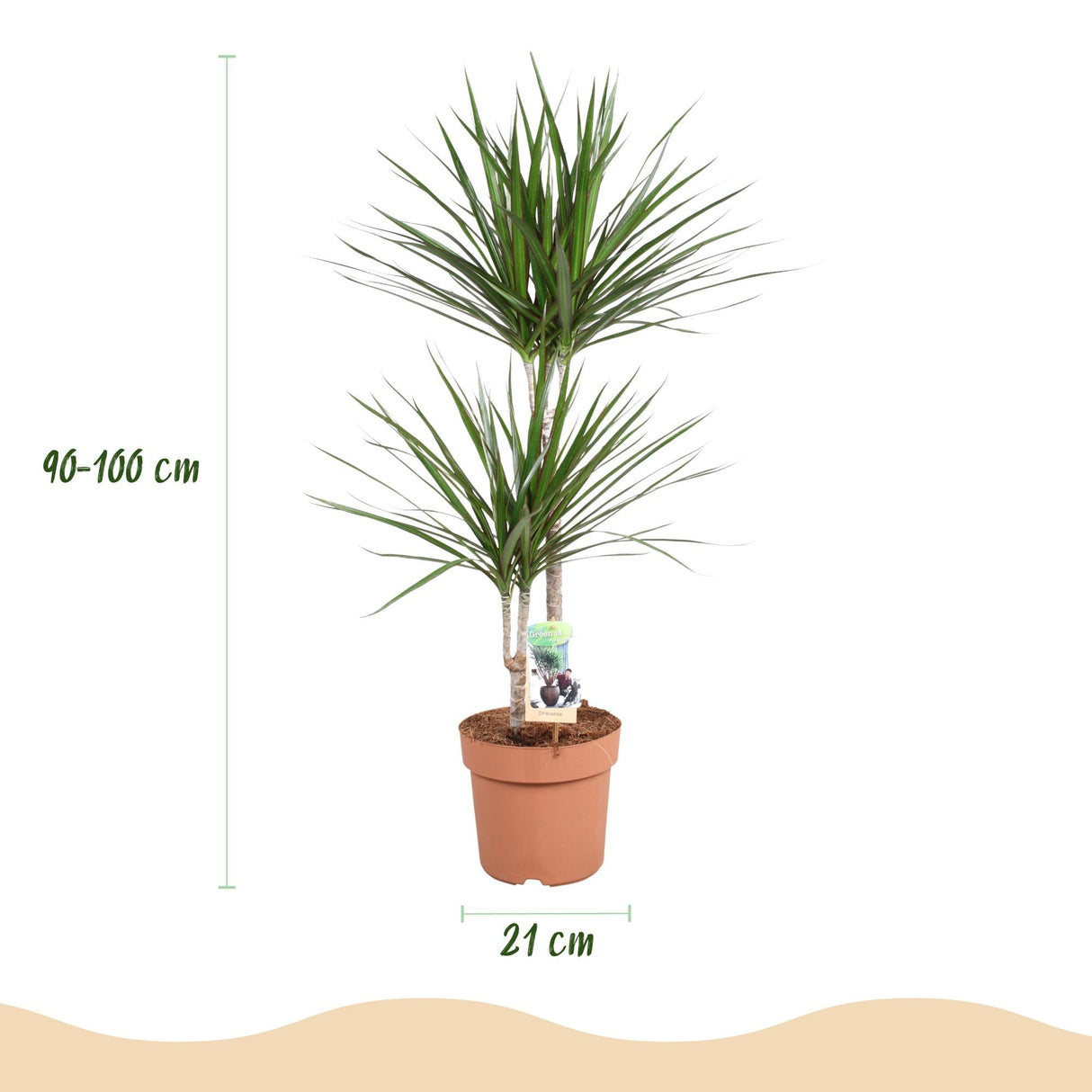 Livraison plante Dracaena Marginata