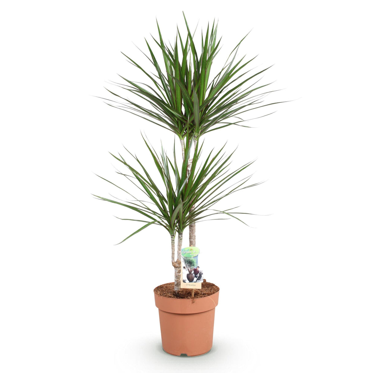 Livraison plante Dracaena Marginata