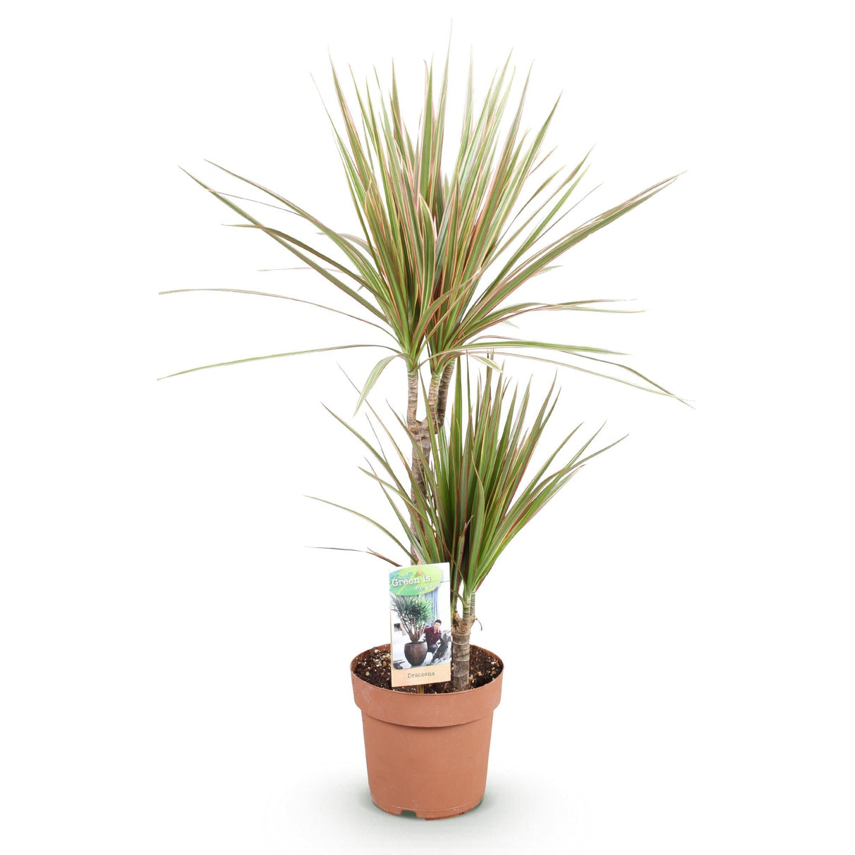 Livraison plante Dracaena marginata Bicolor – Pot