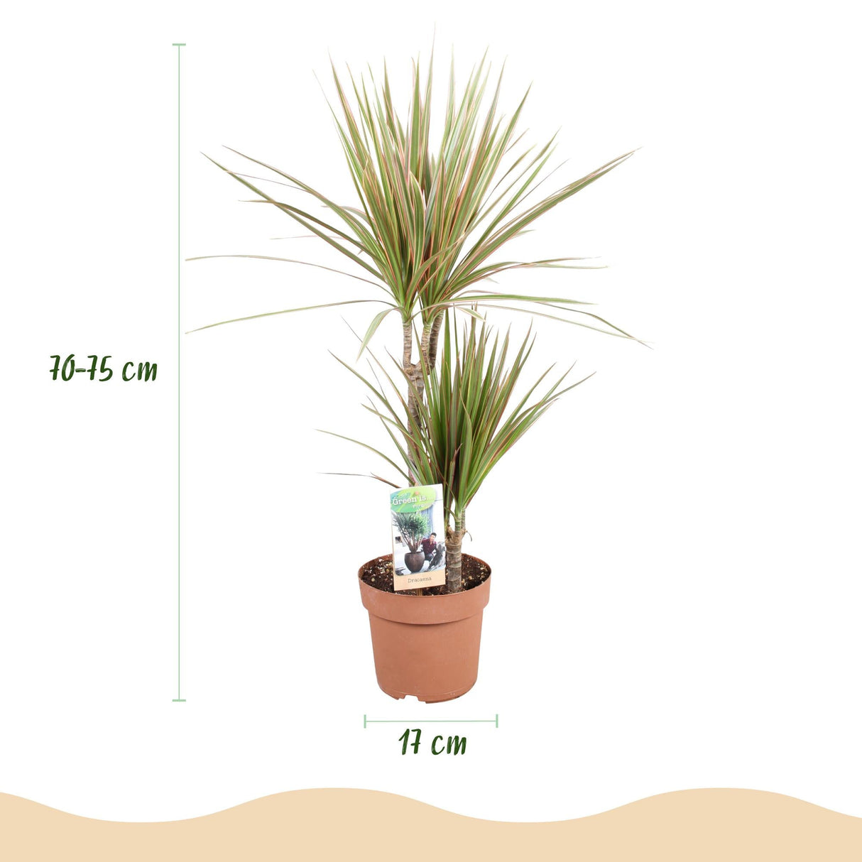 Livraison plante Dracaena marginata Bicolor – Pot