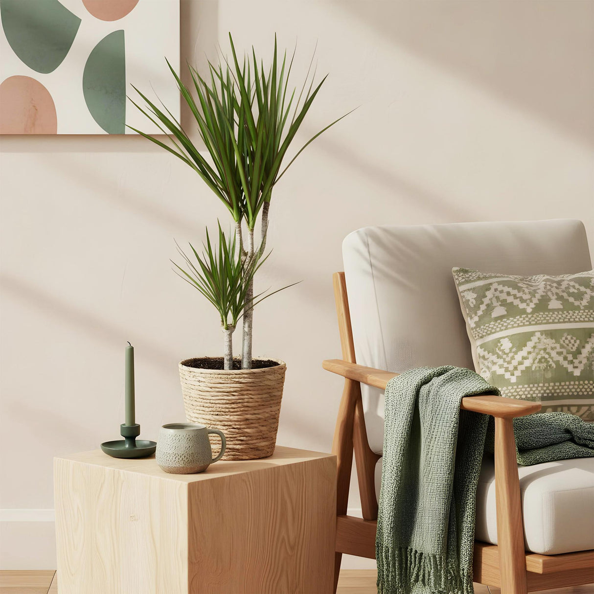 Livraison plante Dracaena Marginata – Lot de 2 – Hauteur 70 - 80 cm