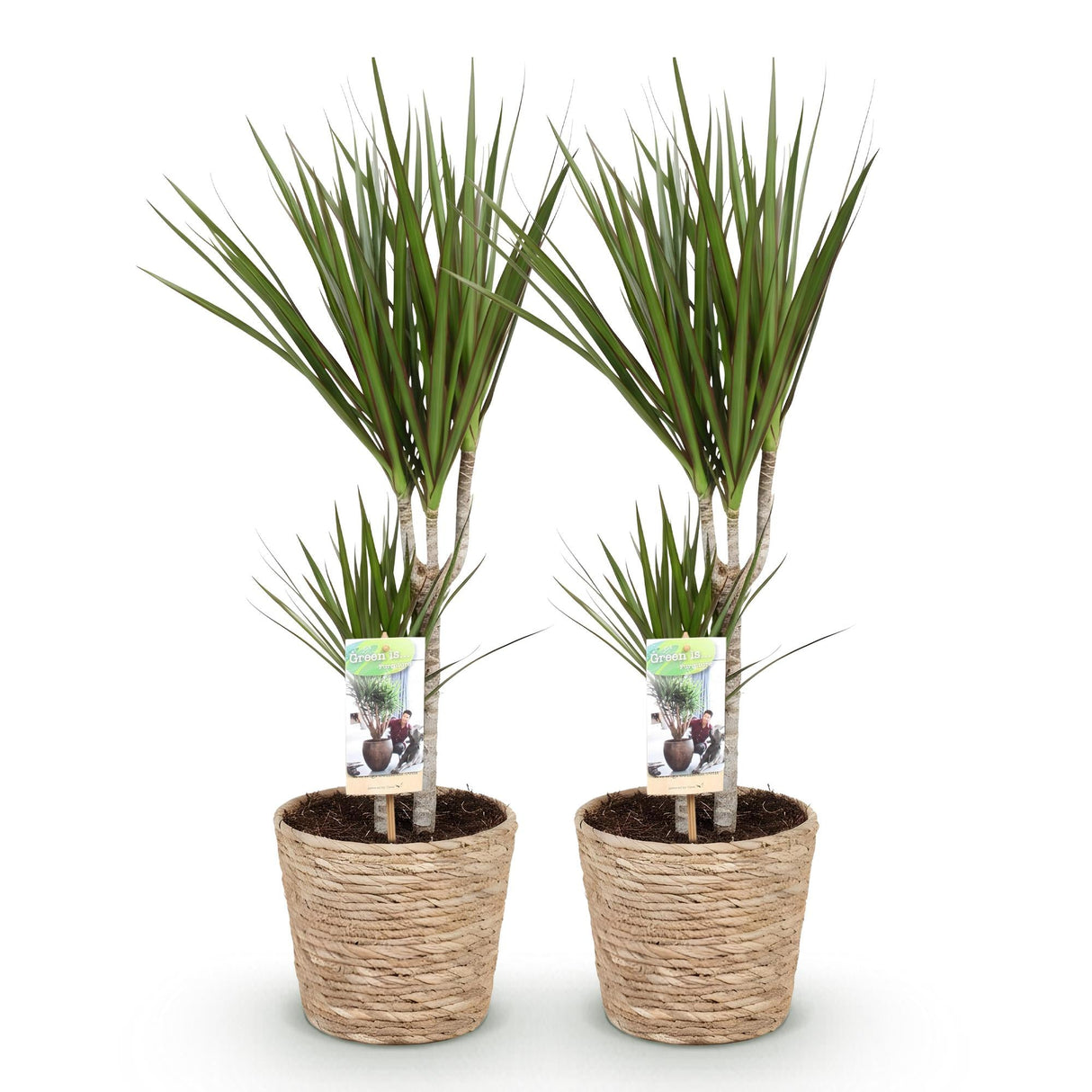 Livraison plante Dracaena Marginata – Lot de 2 – Pot 17 cm – Hauteur 70 - 80 cm