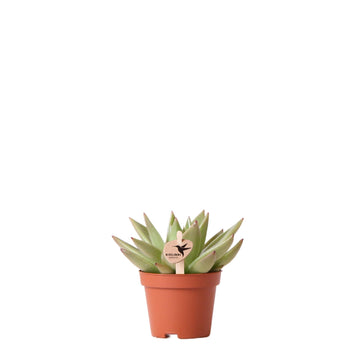 Echeveria Miranda h9cm - suculenta
