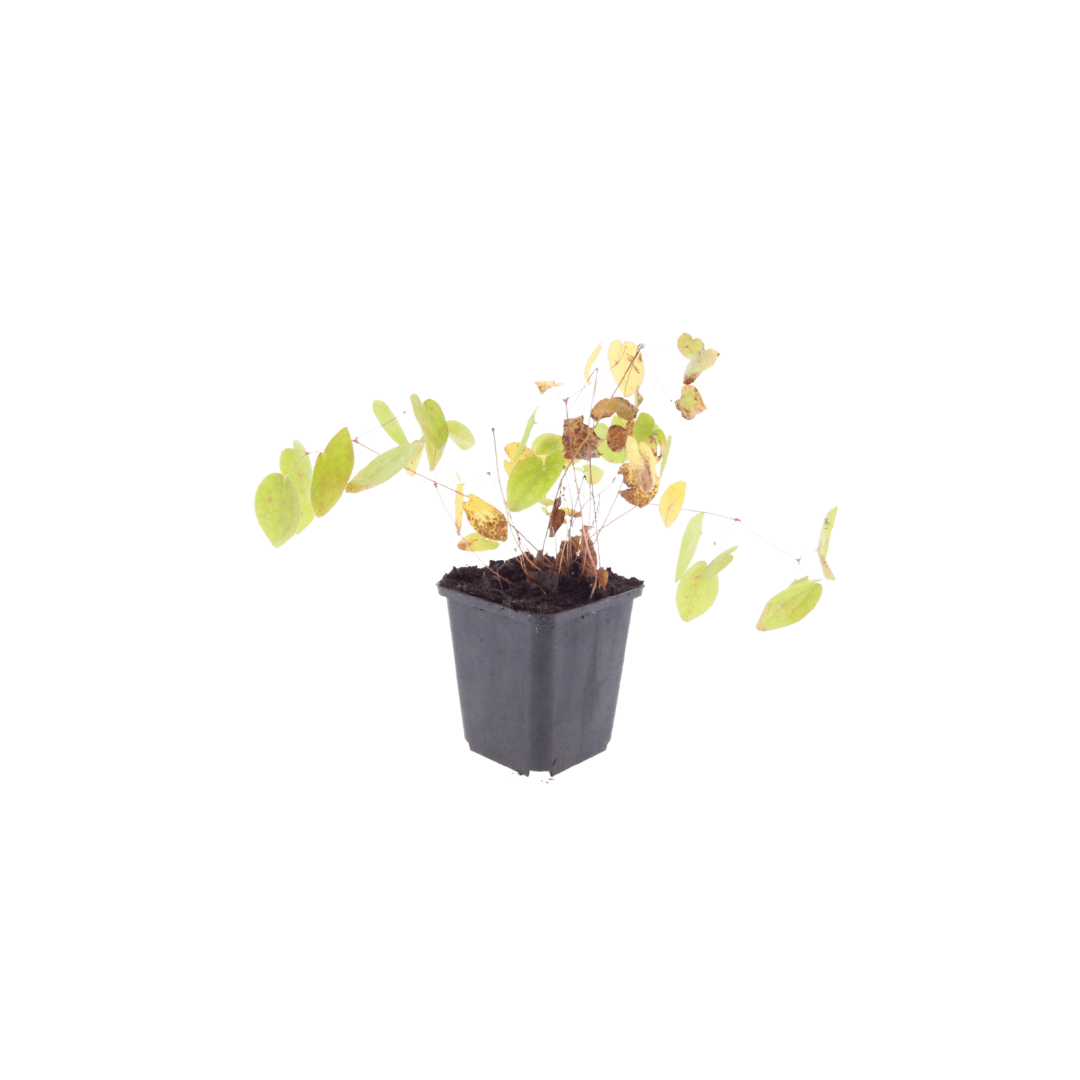 Livraison plante Epimedium niveum