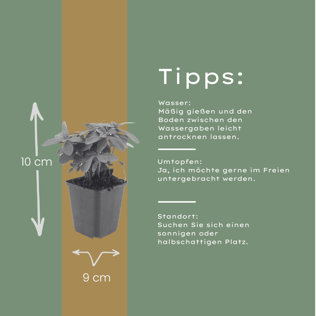 Livraison plante Euphorbe amygdal