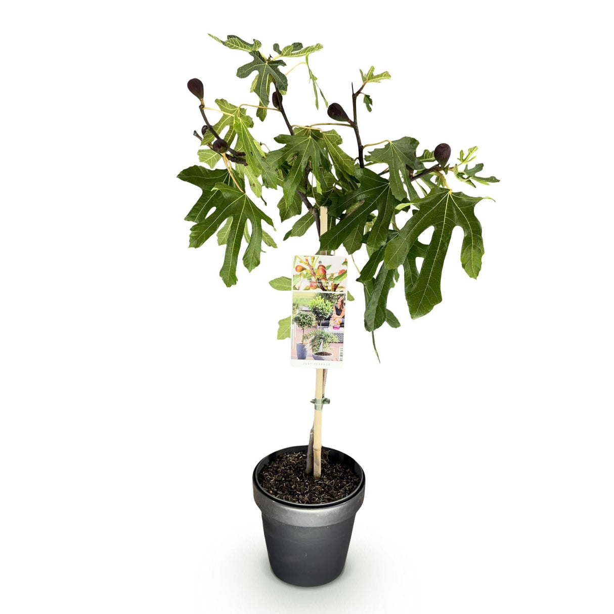 Livraison plante Ficus carica Little Miss Figgy – Pot 19 cm – Hauteur 90 cm