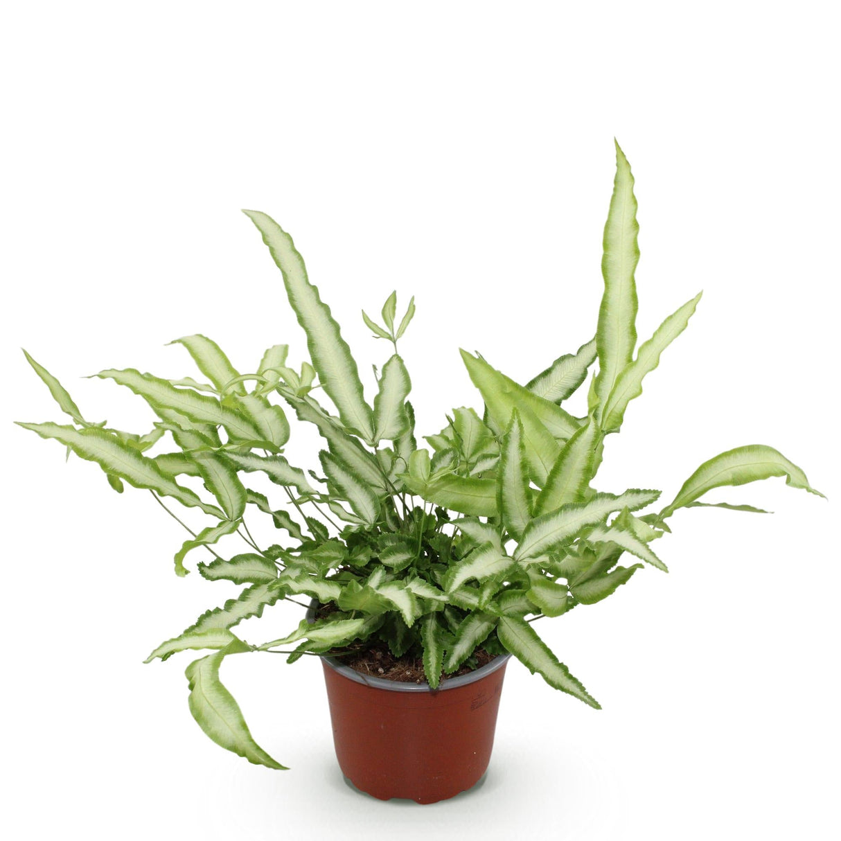 Livraison plante Fougère Pteris