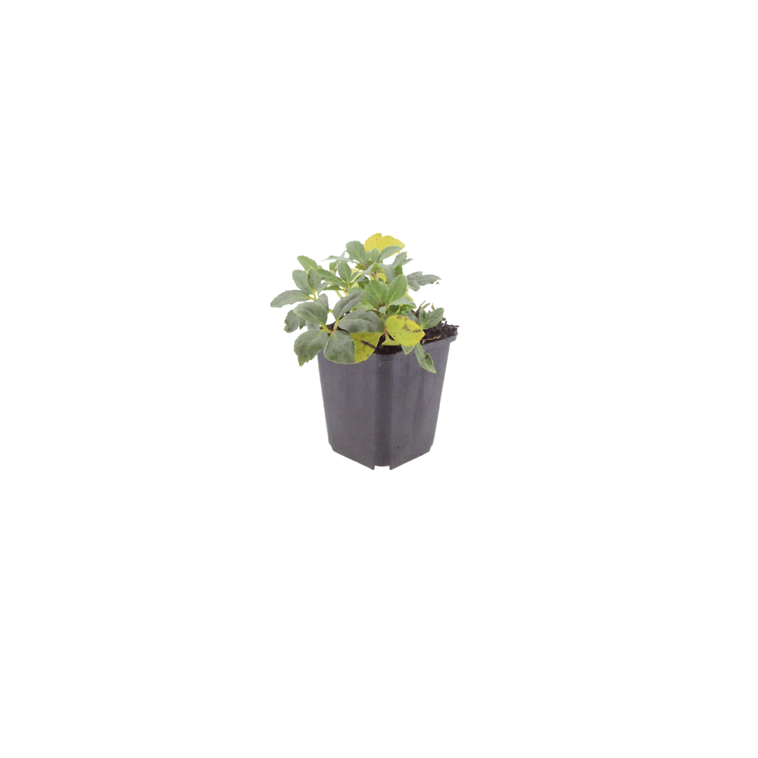 Livraison plante Hellebore blanc niger