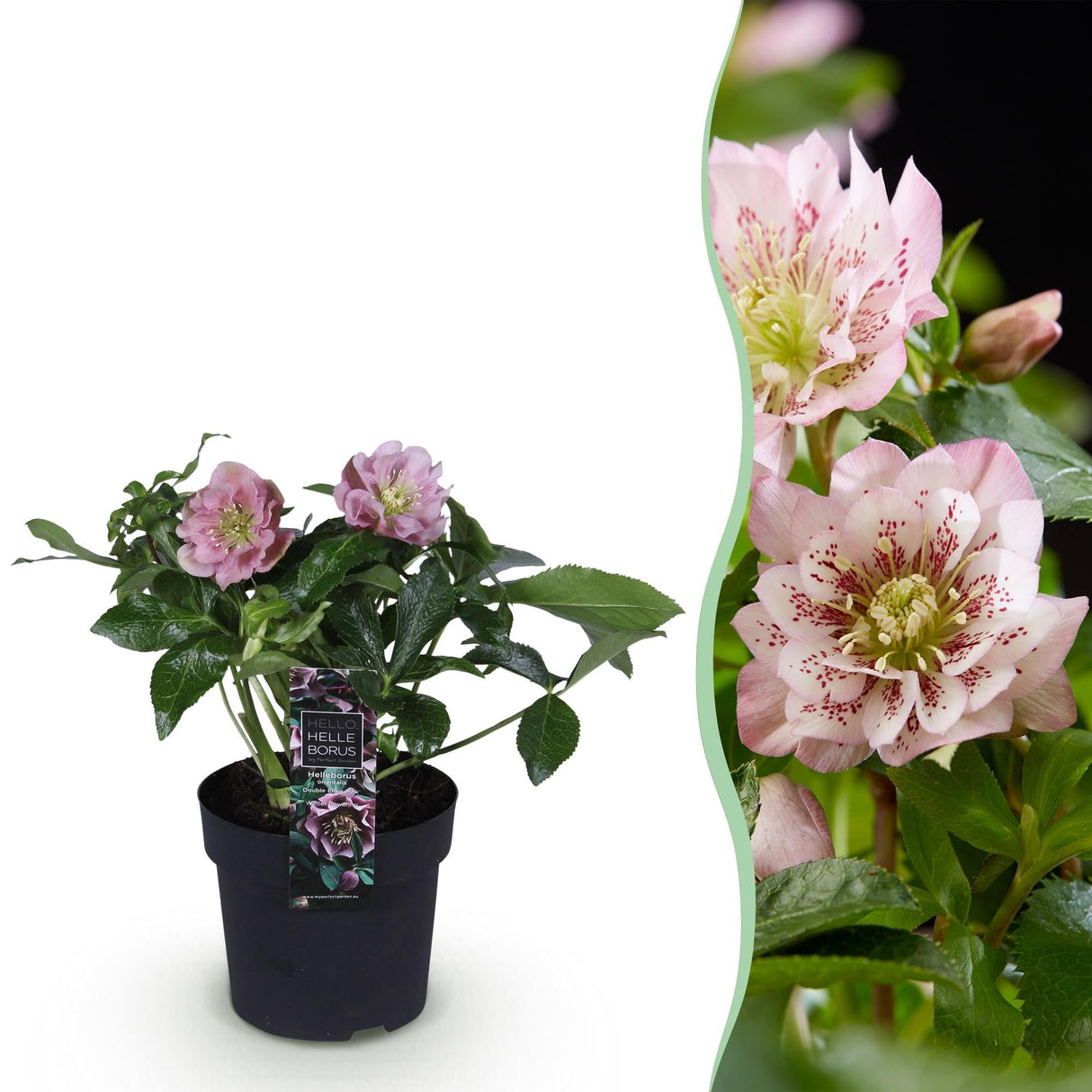 Livraison plante Hellébore orientale Double Ellen Pink en pot