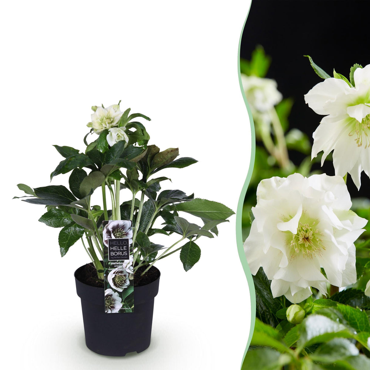 Livraison plante Hellébore orientale Double Ellen White – Pot 14 cm
