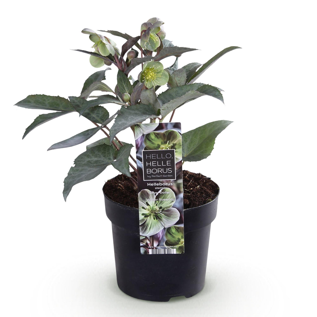 Livraison plante Hellébore sternii Silver Dollar – Lot de 1 – Pot 14 cm