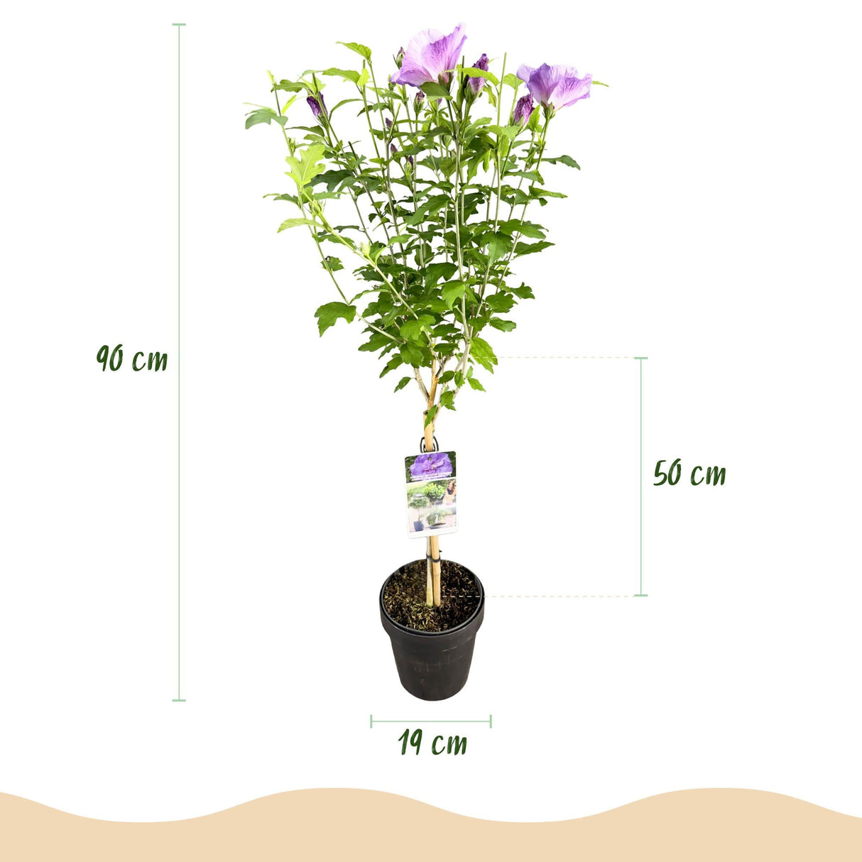 Livraison plante Hibiscus Lavendor Chiffon – Pot 19 cm – Hauteur 90 cm