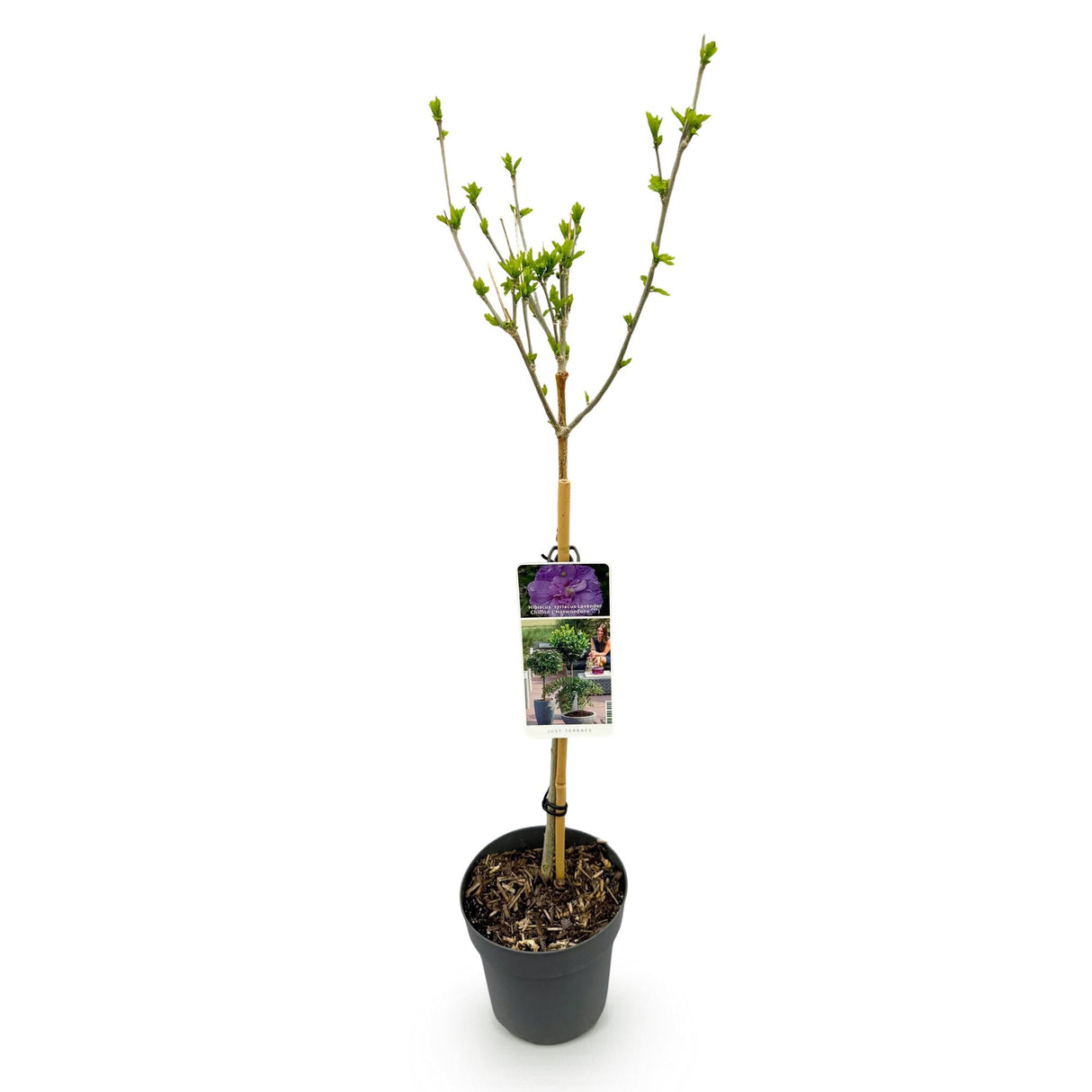 Livraison plante Hibiscus Lavendor Chiffon – Pot 19 cm – Hauteur 90 cm