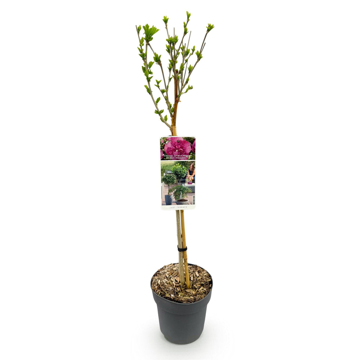 Livraison plante Hibiscus Magenta Chiffon® – Pot 19 cm – Hauteur 90 cm