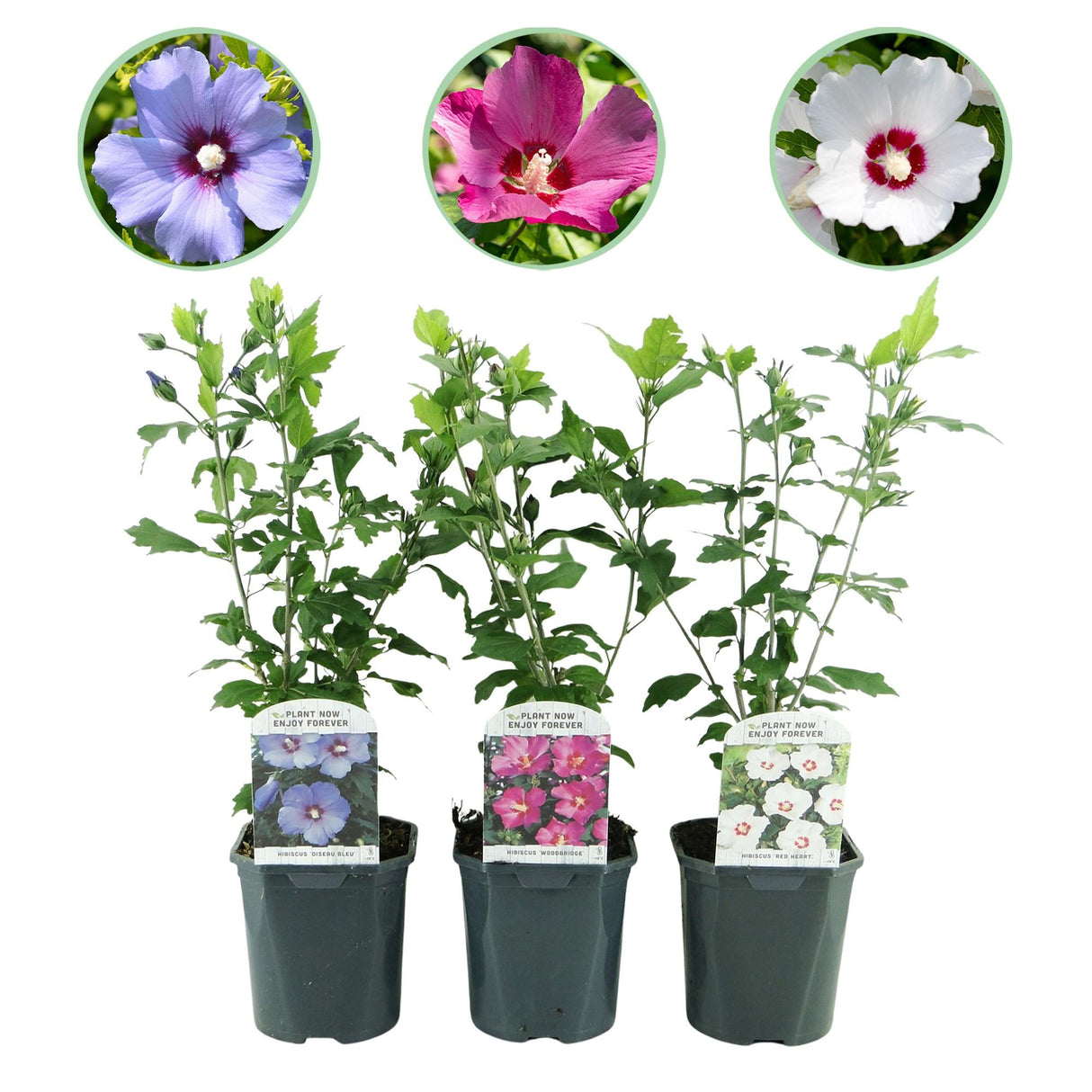 Livraison plante Hibiscus syriacus Tricolour – Lot de 3 – Hauteur 45 cm