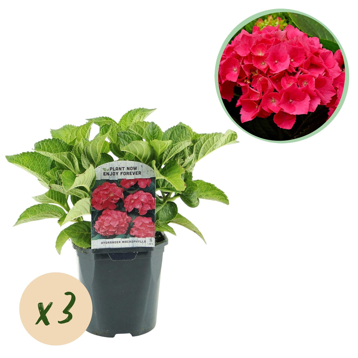 Livraison plante Hortensia macrophylla Rouge
