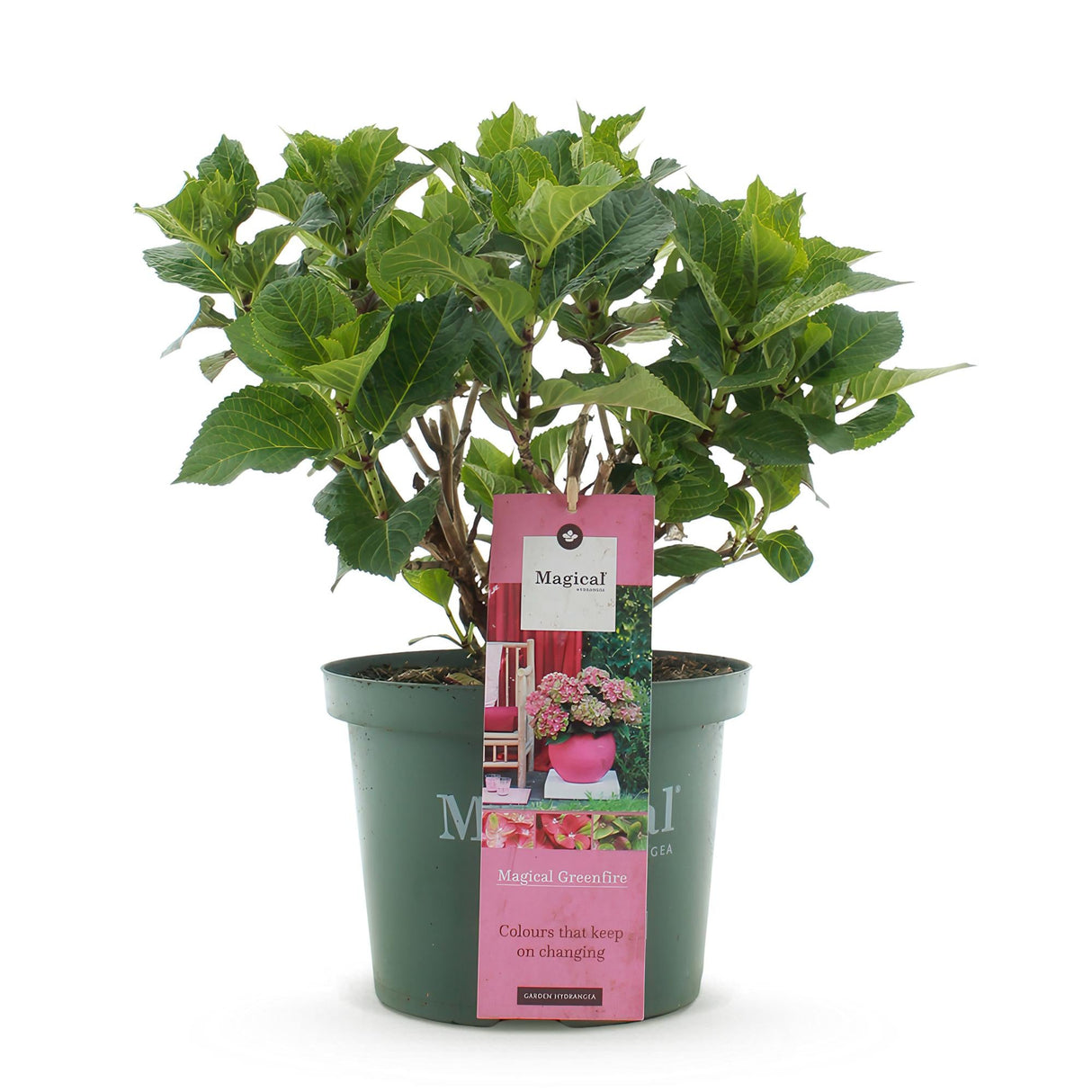 Livraison plante Hortensia Magical Green Fire – Pot 23 cm – Hauteur 55 cm