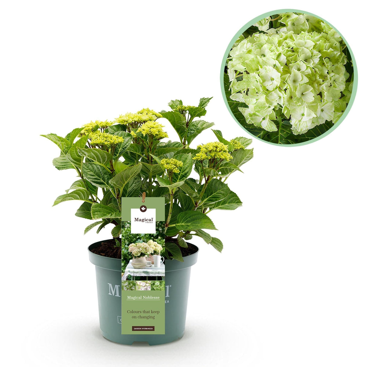 Livraison plante Hortensia Magical Noblesse