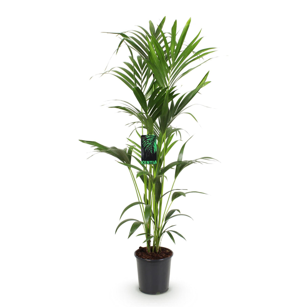 Livraison plante Kentia Howea Forsteriana d24cm H40cm