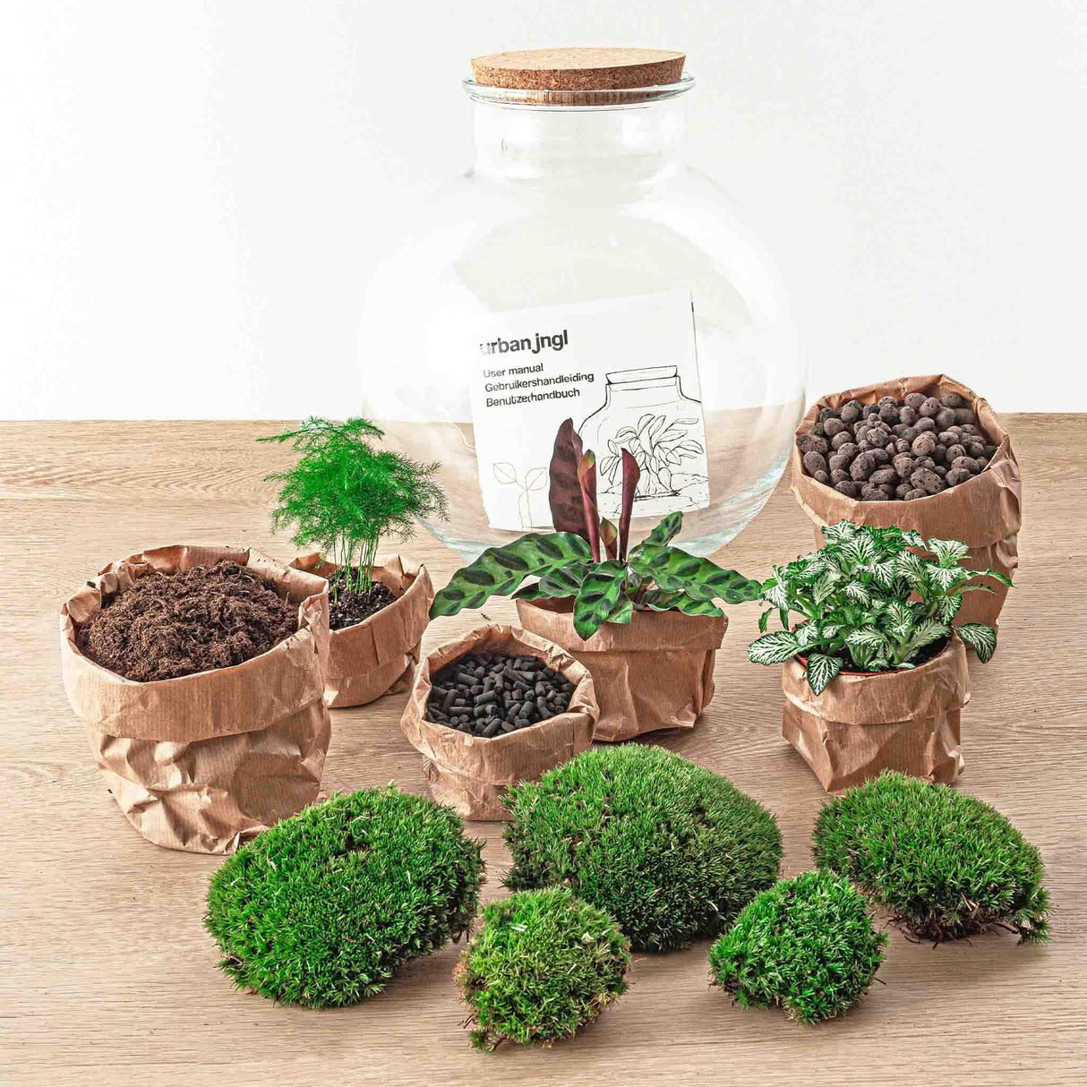 Livraison plante Kit Terrarium DIY - BAOBAB