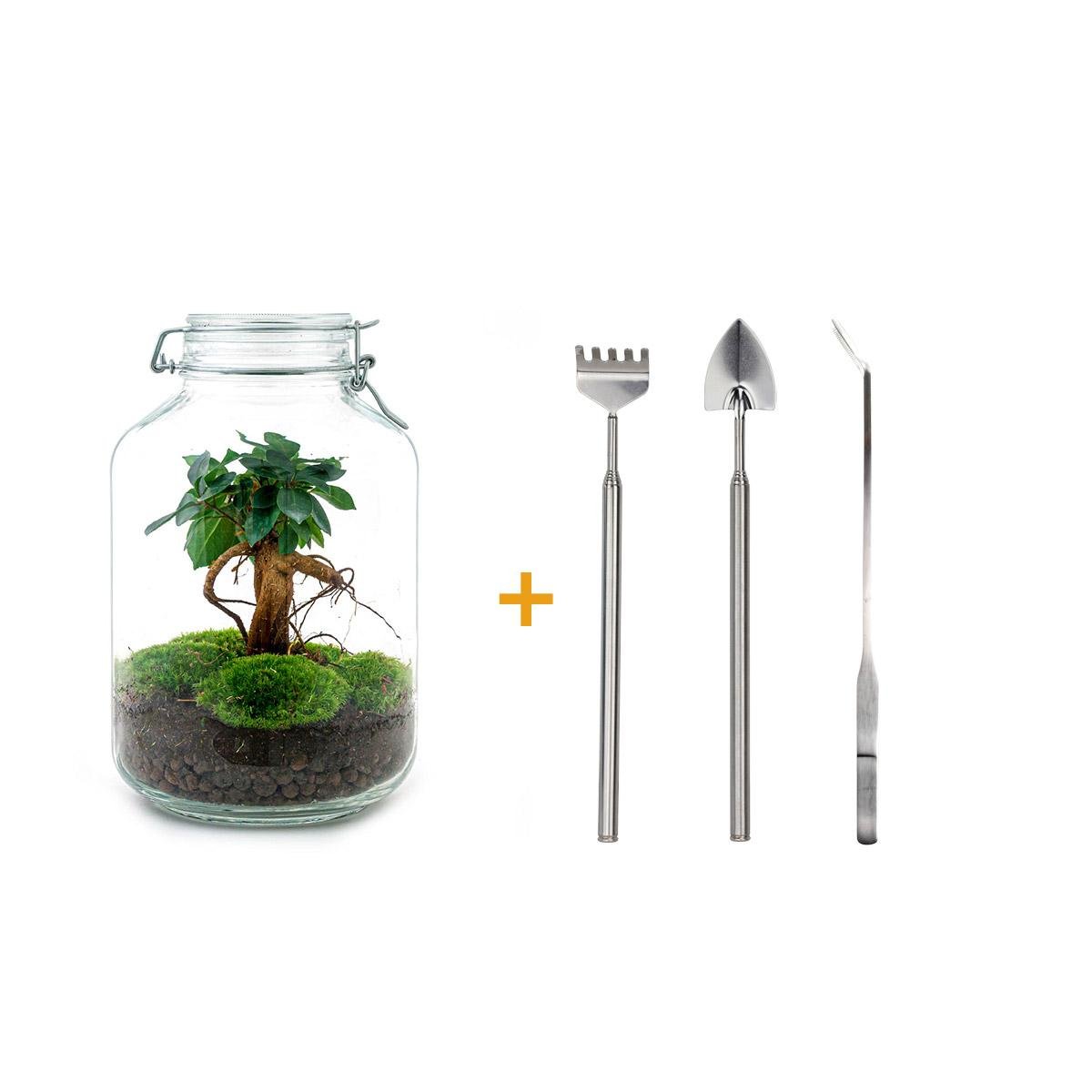 Livraison plante Kit terrarium DIY - OSLO