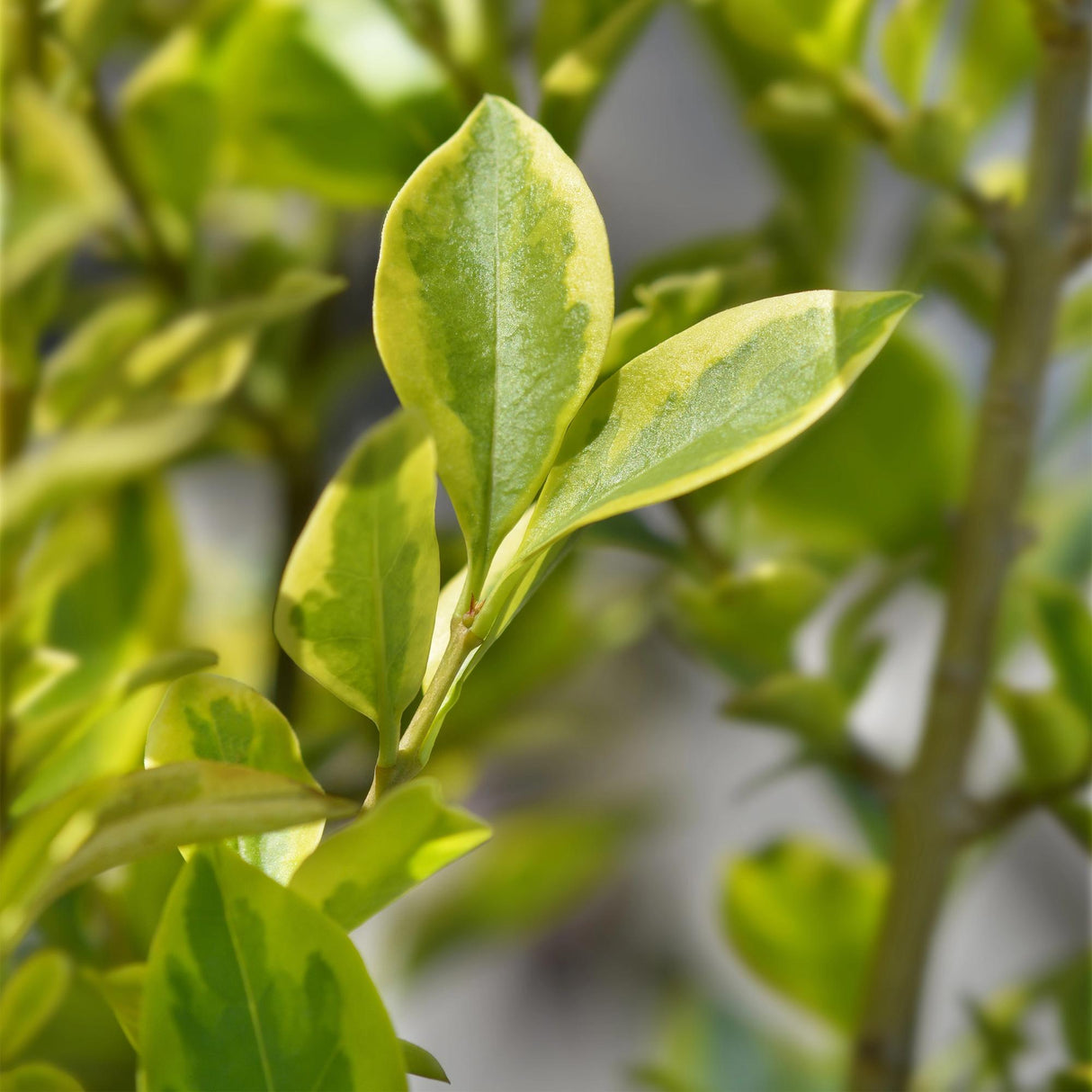 Livraison plante Ligustrum ovalifolium Aureum – Lot de 8 – Hauteur 35 - 40 cm