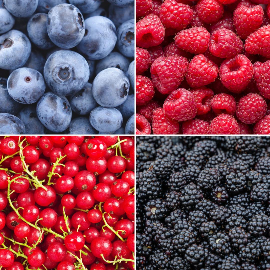 Livraison plante Lot de 4 Plantes Fruitières