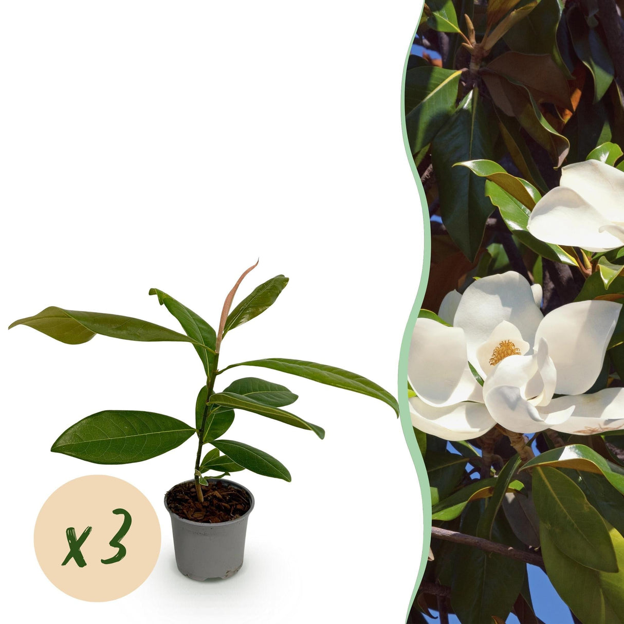 Livraison plante Magnolia grandiflora x1