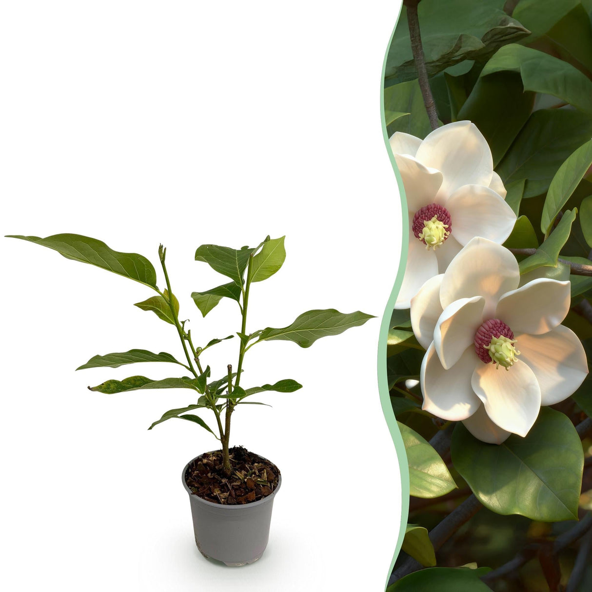 Livraison plante Magnolia sieboldii x1