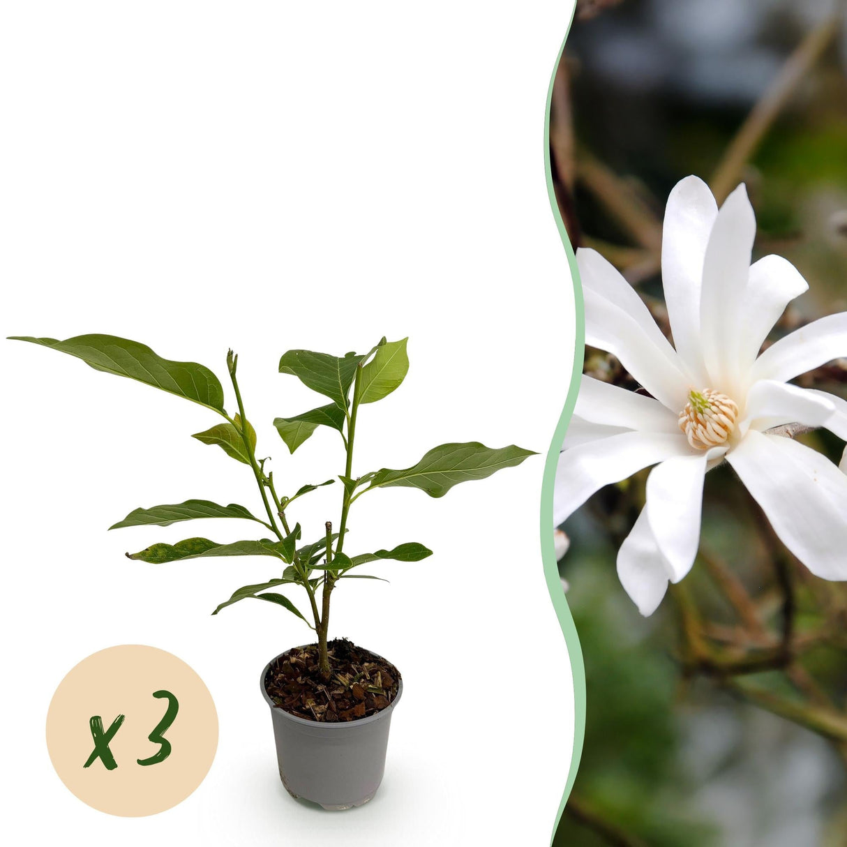 Livraison plante Magnolia stellata x1