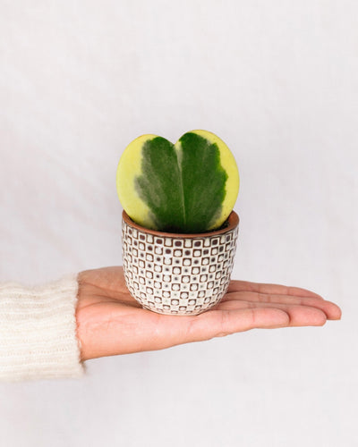 Mini Hoya coração variegata