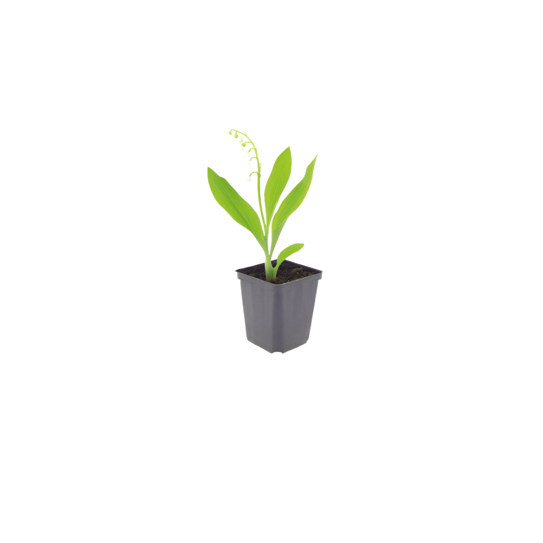 Livraison plante Muguet