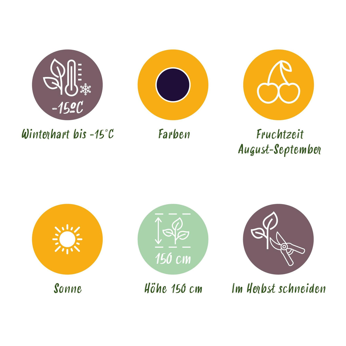 Livraison plante Mûrier Thornless Evergreen – Lot de 3 – Pot 9 cm