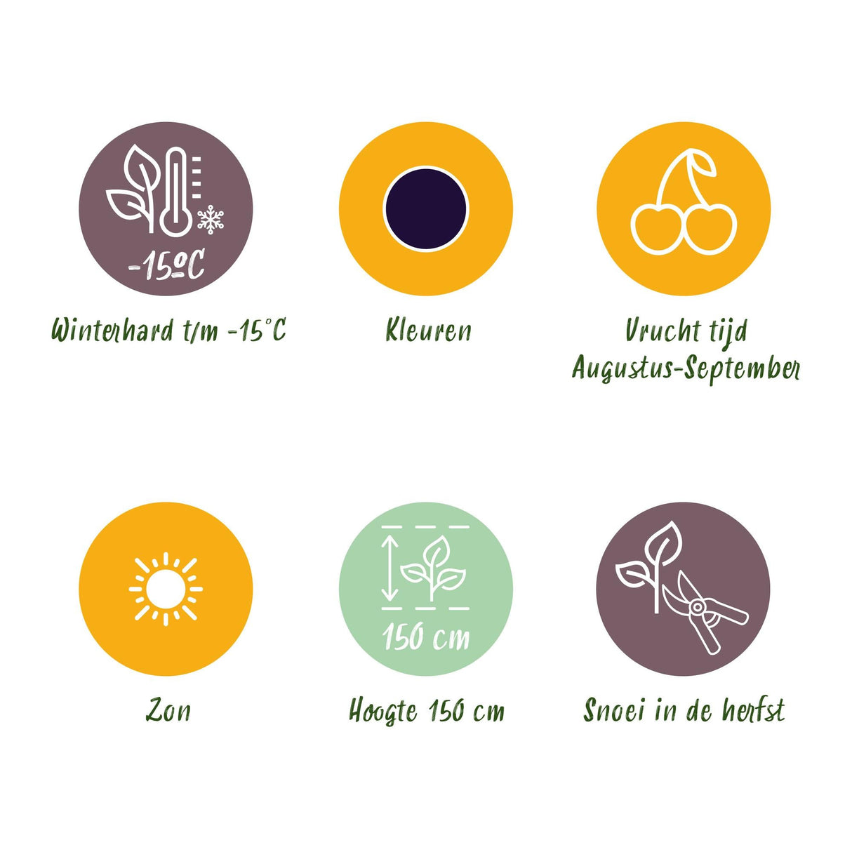 Livraison plante Mûrier Thornless Evergreen – Lot de 3 – Pot 9 cm