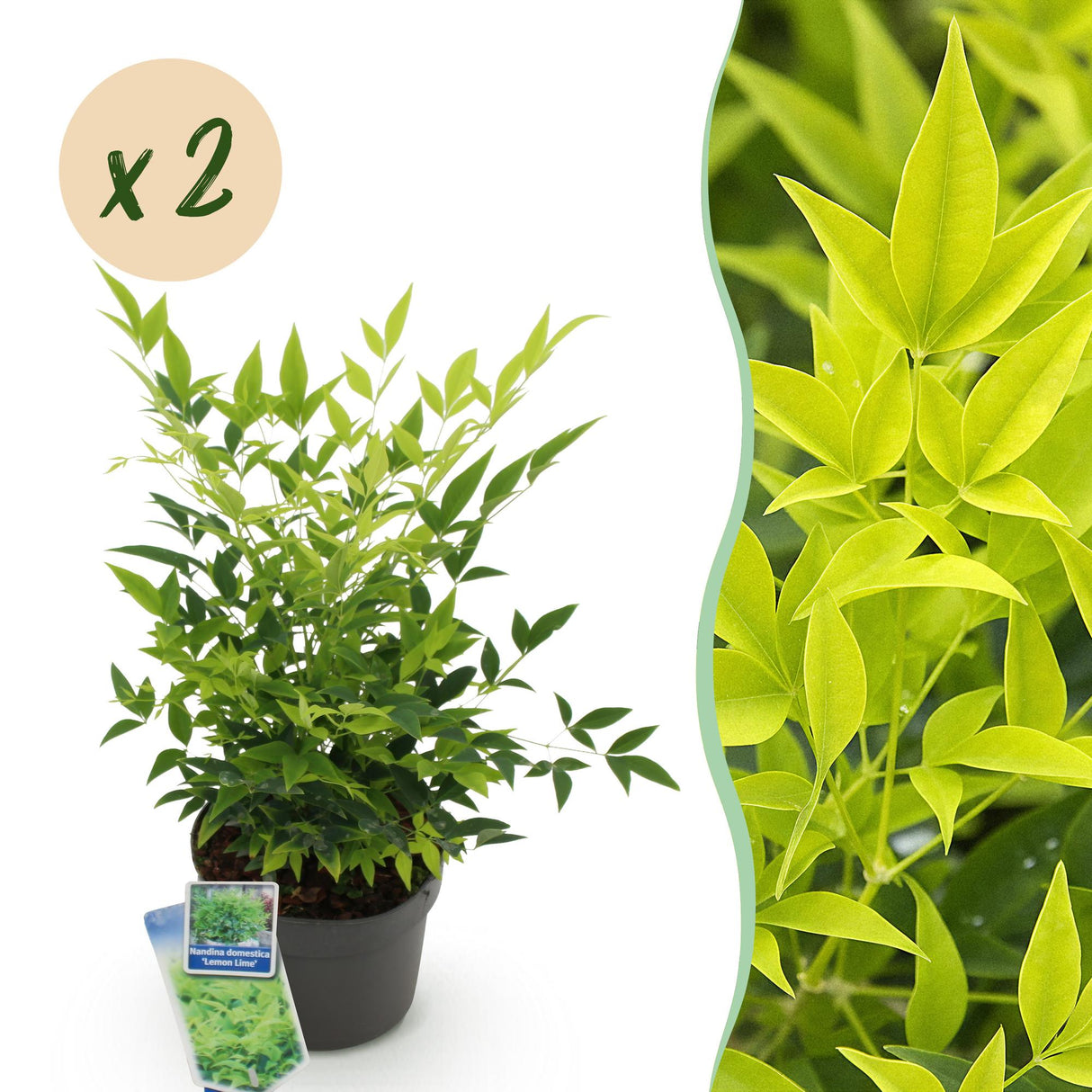 Livraison plante Nandina Lemon & Lime x1