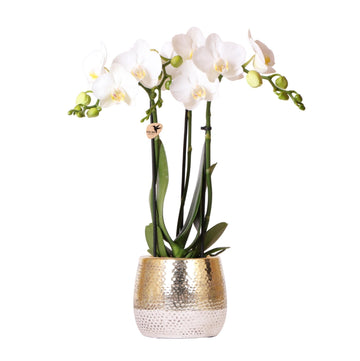 Orquídea Amabilis Branca e seu vaso