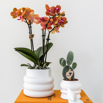 Orquídea Bolzano em vaso bolha branco