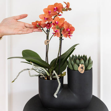 Orquídea e Suculenta em Black Pot Design